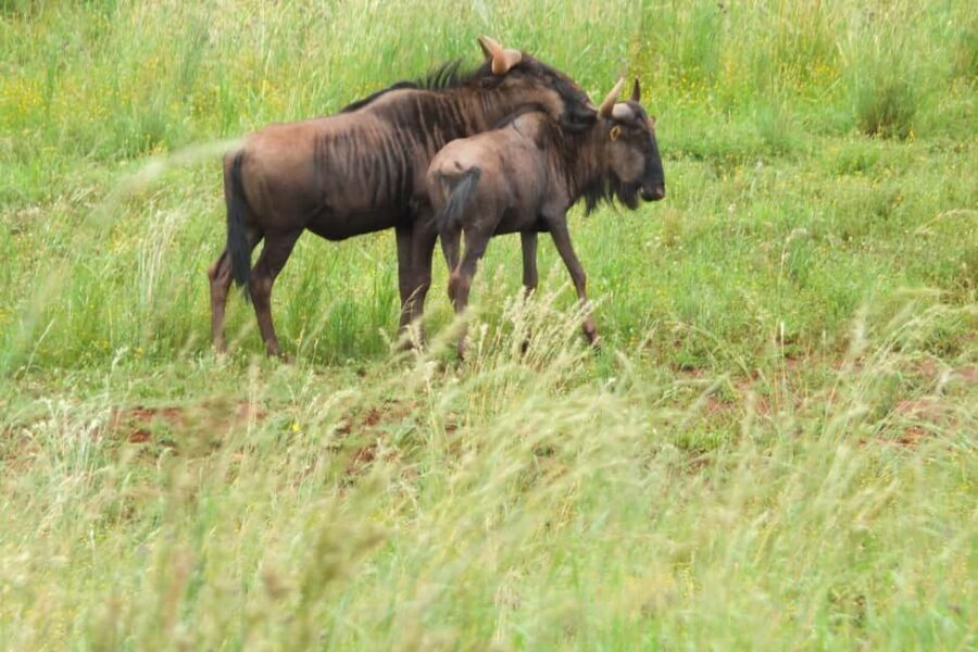 Johannesburg: Rhino and Lion Nature Reserve Safari - What to Expect from the Rhino and Lion Nature Reserve Safari