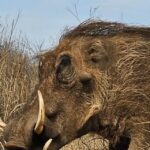Johannesburg: Rhino and Lion Park Safari and Maropeng Museum - What to Expect from the Itinerary