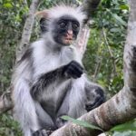 Jozani Forest Adventure & Oceanfront Dining at The Rock - Frequently Asked Questions