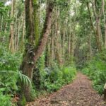 Jozani Forest and The rock restaurant blue lagoon - Exploring the full itinerary: what youll do and why it matters