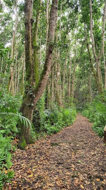 Jozani Forest and The rock restaurant blue lagoon - Exploring the full itinerary: what youll do and why it matters