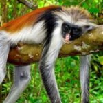 Jozani forest national park and Spice farm - Who Will Benefit Most?