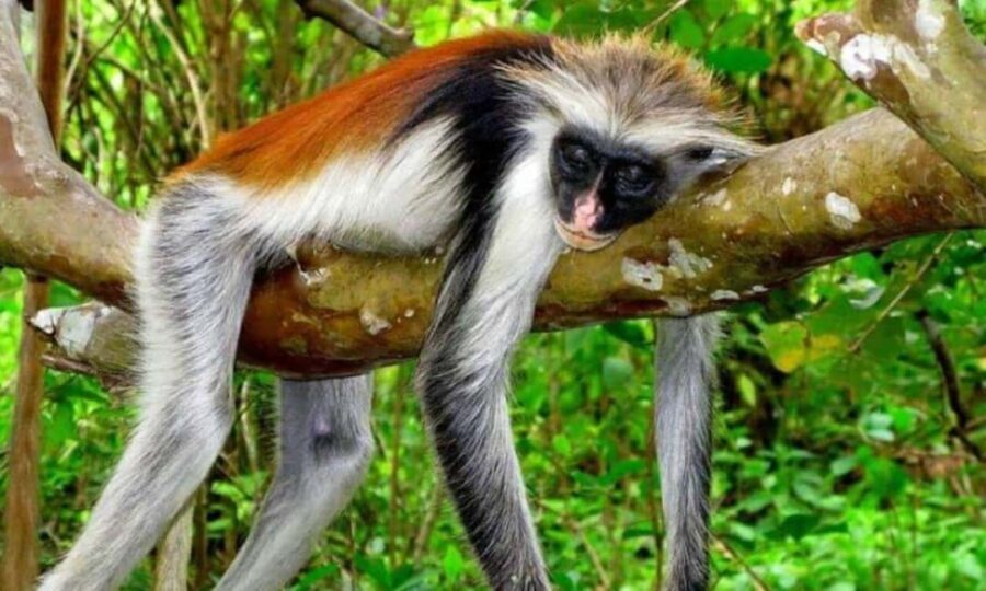 Jozani forest national park and Spice farm - Who Will Benefit Most?