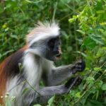 Jozani forest national park,Kuza cave and Paje beach - The Practical Side: What’s Included and What to Consider