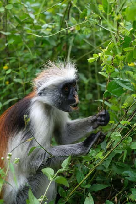 Jozani forest national park,Kuza cave and Paje beach - The Practical Side: What’s Included and What to Consider