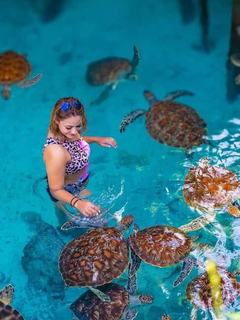 Jozani Forest, Sea Turtles, Blue Lagoon, Starfish & The Rock - The Practical Side: Logistics and Value