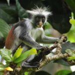 Jozani forest, spice farm and stone town with night market. - Practical Details and Value