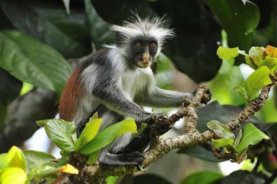 Jozani forest, spice farm and stone town with night market. - Practical Details and Value