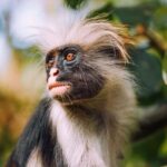 Jozani Forest, Stone Town with Lunch, Night Fish Market - Inclusions and Practicalities