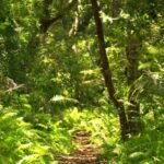 Jozani Forest Tour - What to Expect from the Jozani Forest Tour