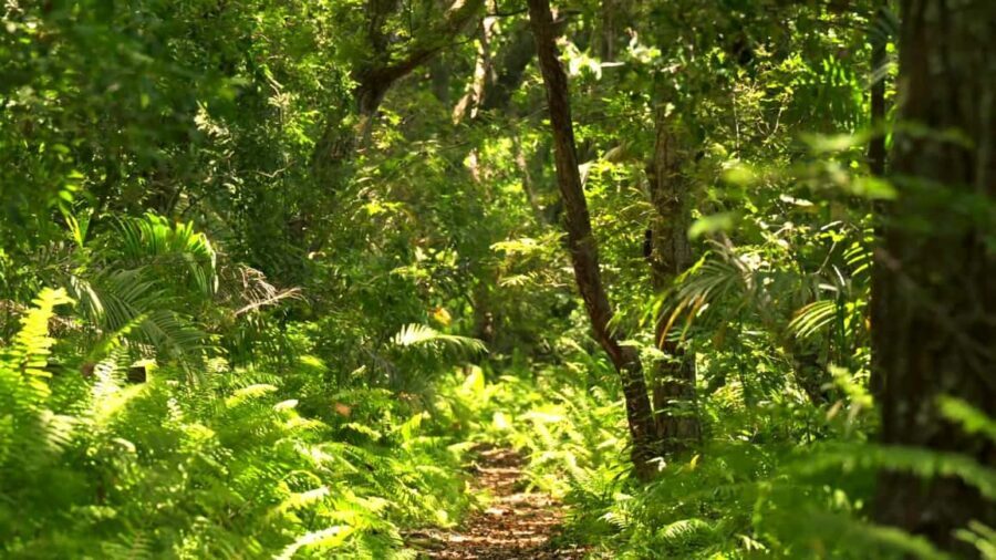 Jozani Forest Tour - What to Expect from the Jozani Forest Tour