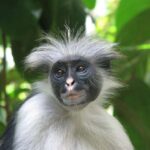 Jozani forest, Visit Sea turtles Sanctuary and Stone town - Who Will Love This Tour?