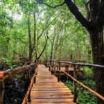 Jozani Forest,Star fish and Sea turtles Sanctuary tour - Practical Details: What You Need to Know