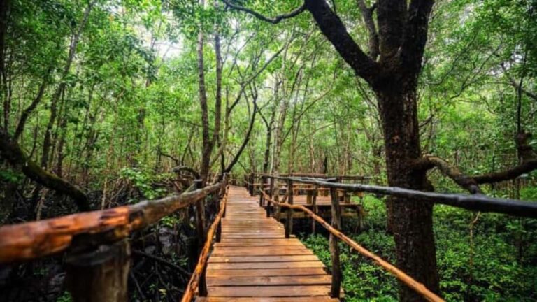 Jozani Forest,Star fish and Sea turtles Sanctuary tour - Practical Details: What You Need to Know