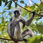 Jozani Monkey Forest & Malum Cave Swimming - The Sum Up: Who Is This Tour Perfect For?