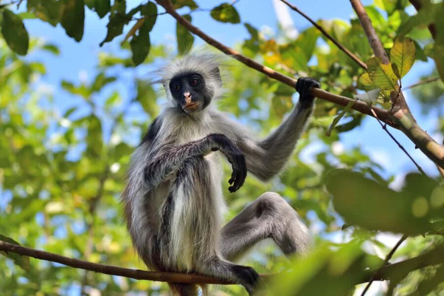 Jozani Monkey Forest & Malum Cave Swimming - The Sum Up: Who Is This Tour Perfect For?