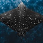 Julian Rocks: Premier Snorkeling Tour Byron Bay - What the Tour Involves: A Step-by-Step Breakdown