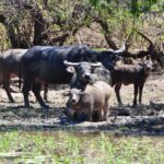 Jumping Crocodile Cruise with lunch - Visiting Fogg Dam Conservation Reserve