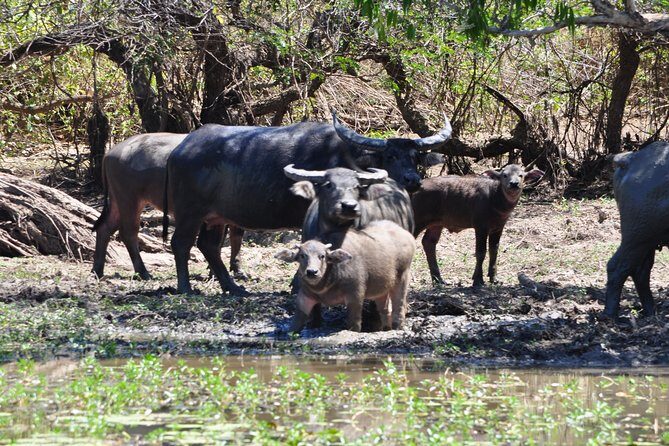 Jumping Crocodile Cruise with lunch - Visiting Fogg Dam Conservation Reserve