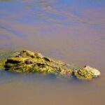Jumping Crocs & Nature Adventure Cruise from Darwin - Transport and Comfort