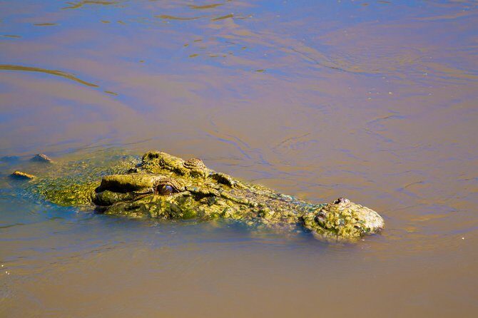 Jumping Crocs & Nature Adventure Cruise from Darwin - Transport and Comfort
