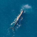 Kaikoura: Extended Flight Whale Watching & Mountain Tour - Who Should Consider This Tour?