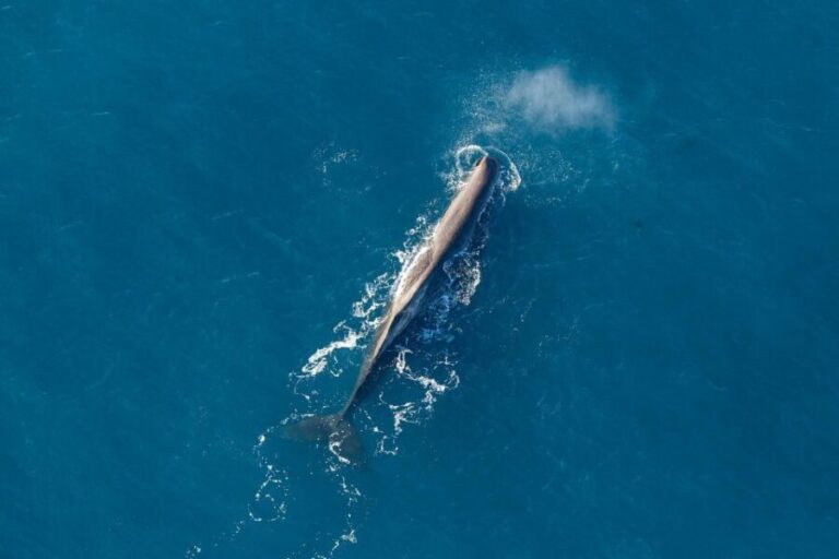 Kaikoura: Extended Flight Whale Watching & Mountain Tour - Who Should Consider This Tour?