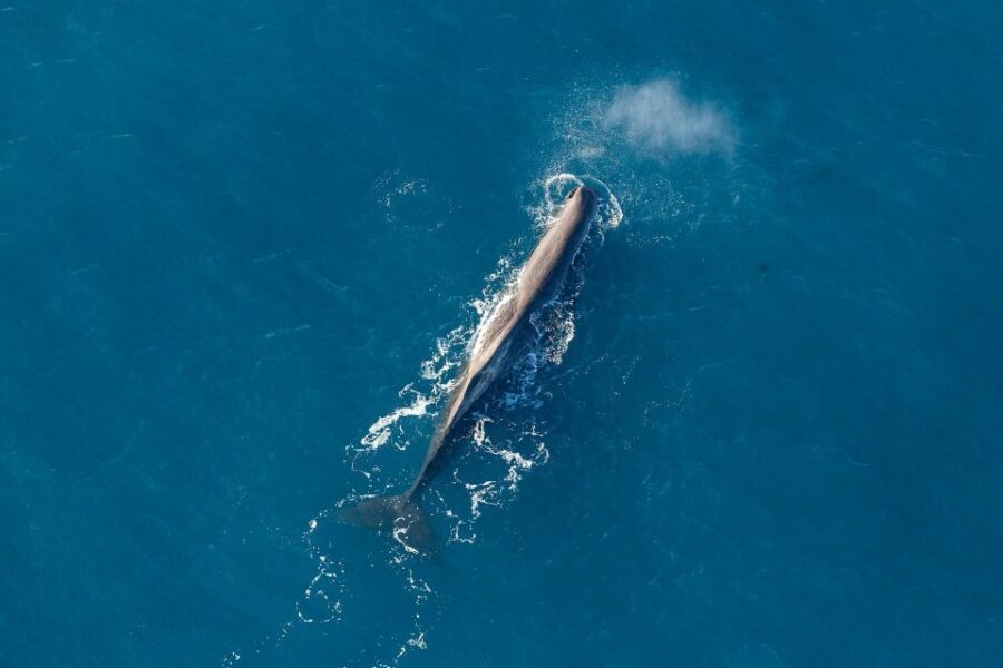 Kaikoura: Extended Flight Whale Watching & Mountain Tour - Who Should Consider This Tour?