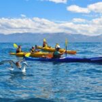 Kaikoura: Half-Day Wildlife Kayaking Tour - An Honest, In-Depth Look at the Kaikoura Wildlife Kayaking Tour
