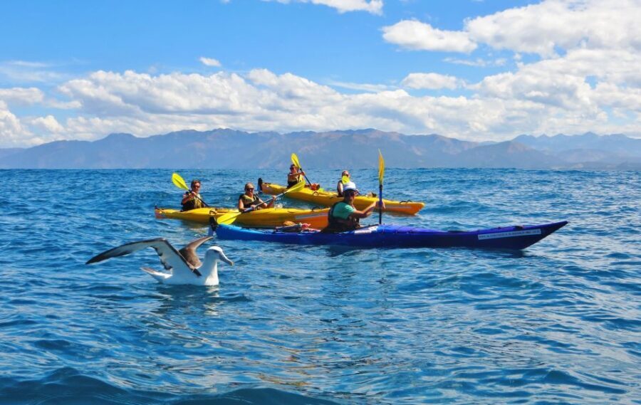 Kaikoura: Half-Day Wildlife Kayaking Tour - An Honest, In-Depth Look at the Kaikoura Wildlife Kayaking Tour