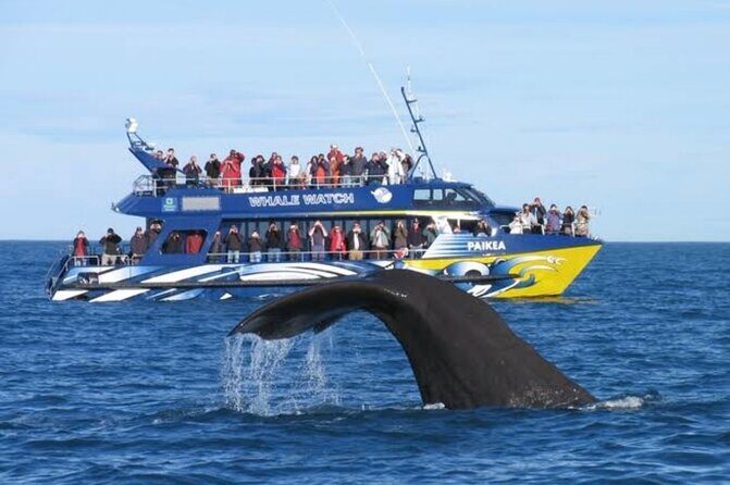 Kaikoura Private Whale Watching Day Trip from Christchurch - What Sets This Tour Apart?