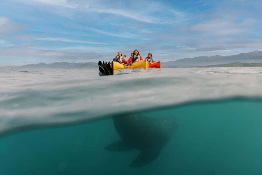 Kaikoura: Seal-Watching Pedal Kayak Tour - Frequently Asked Questions