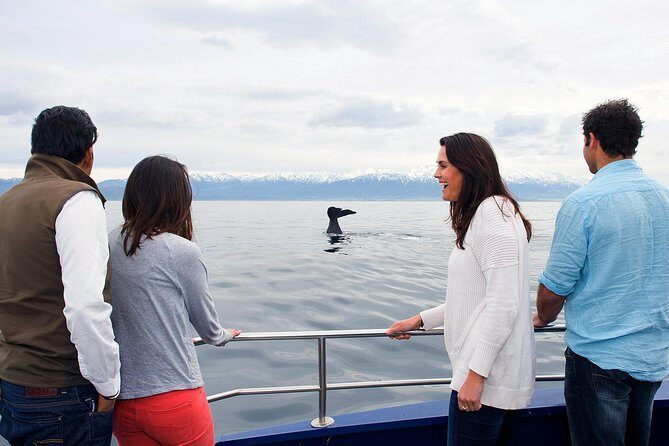 Kaikoura Whale Watch Day Tour from Christchurch - What We Love About This Tour