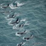 Kaikoura: Whale Watching Flight - Detailed Breakdown of the Itinerary