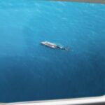 Kaikoura: Whale Watching Flight with Commentary - The Value and Practical Aspects