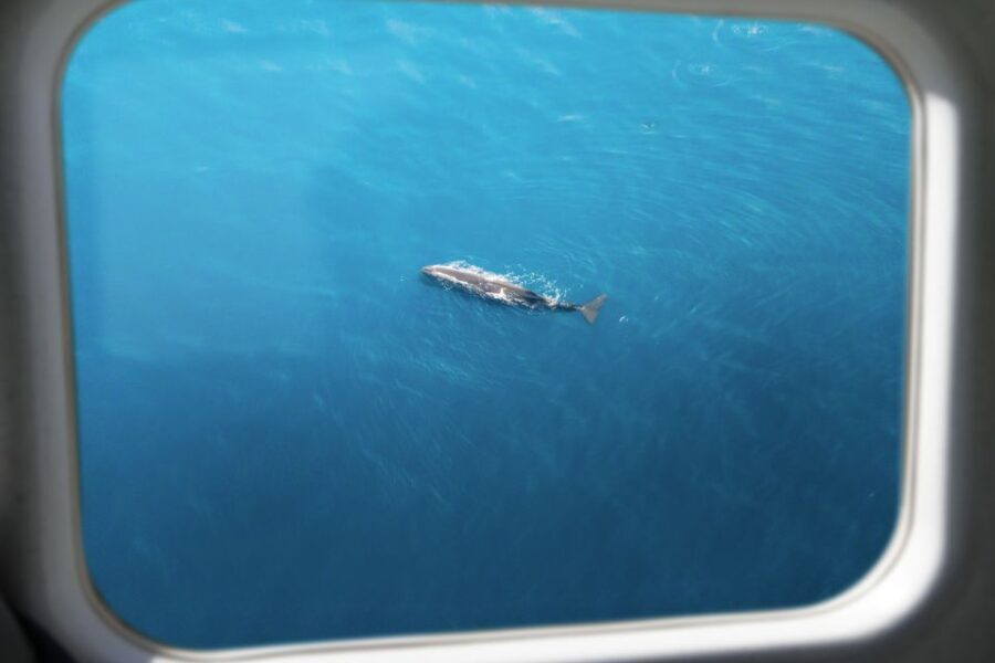 Kaikoura: Whale Watching Flight with Commentary - The Value and Practical Aspects