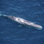 Kaikoura: Whale Watching Flight with Guided Commentary - Logistics, Price, and Practical Tips
