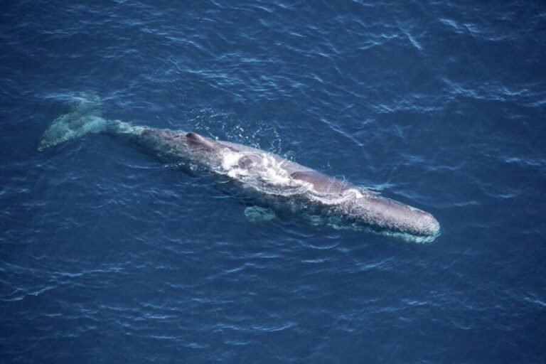 Kaikoura: Whale Watching Flight with Guided Commentary - Logistics, Price, and Practical Tips