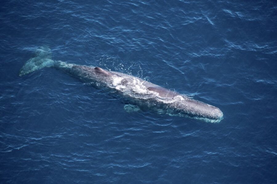 Kaikoura: Whale Watching Flight with Guided Commentary - Logistics, Price, and Practical Tips