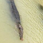 Kakadu Yellow Waters Cruise & Katherine Gorge Helicopter Scenic - Practical Considerations