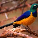 Kakamega Forest: Bird Watching Safari - What makes this tour stand out?