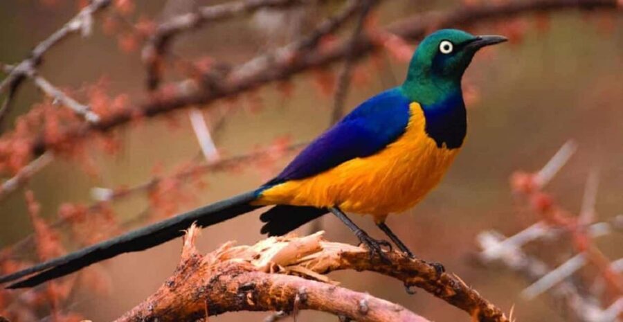 Kakamega Forest: Bird Watching Safari - What makes this tour stand out?