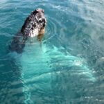 Kalbarri Whale Watching Tour - Final Thoughts