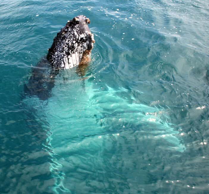 Kalbarri Whale Watching Tour - Final Thoughts