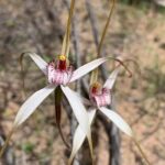 Kalbarri Wildflower Tour with Local Guide - What to Expect from the Kalbarri Wildflower Tour
