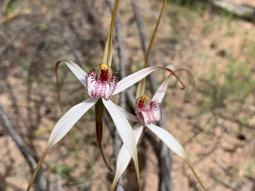 Kalbarri Wildflower Tour with Local Guide - What to Expect from the Kalbarri Wildflower Tour
