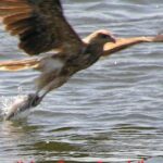Kalgan Queen Scenic Cruises a four hour sheltered water wildlife tour daily fun. - An In-Depth Look at the Kalgan Queen Scenic Cruises