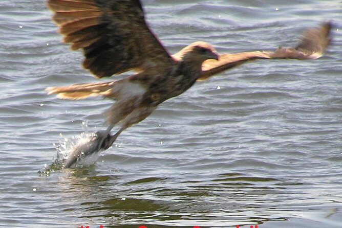 Kalgan Queen Scenic Cruises a four hour sheltered water wildlife tour daily fun. - An In-Depth Look at the Kalgan Queen Scenic Cruises