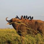 Kampala: 2-Day Best Murchison Falls Wildlife Adventure Tour - Day 1: Exploring the Park’s Wildlife and Scenery