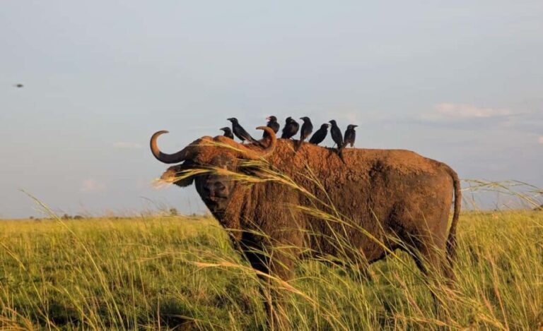 Kampala: 2-Day Best Murchison Falls Wildlife Adventure Tour - Day 1: Exploring the Park’s Wildlife and Scenery